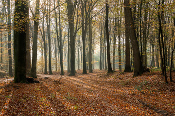 Brown carpet of fallen leaves in an autumn forest where the sun shines with beams of light