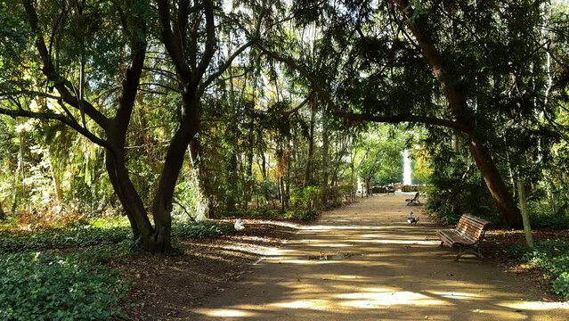 Walking among the trees of the park Campo Grande, Valladolid, Castile and Leon, Spain. High quality 4k footage