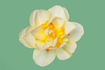 Delicate ivory narcissus flower isolated on green background.