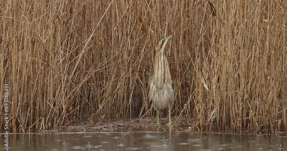 Wall mural eurasian bittern in the rain