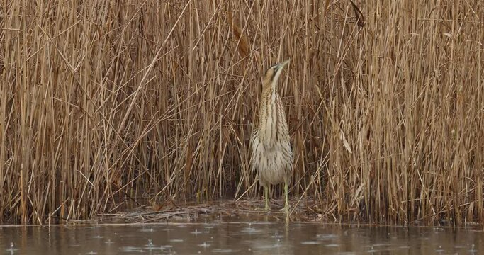 eurasian bittern in the rain