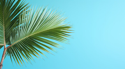 Fototapeta na wymiar Palm tree in front of a fresh blue coloured background template 