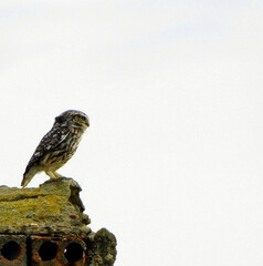 owl look at you backgrounds