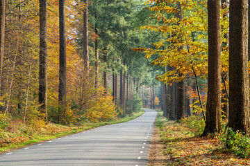 Beautiful highway between an autumn forest with green high pines and warm colored beech trees.