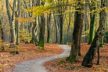 In a colorful autumn forest a cycle path winds.