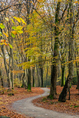 Obraz premium cycle path winds through an autumn forest with yellow colored leaves.