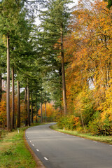 Tall pines and yellow colored beech trees along the side of a forest road highway. Portrait.