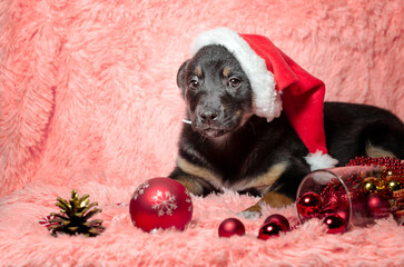 black and tan puppy in a Santa hat lying on an orange faux fur blanket surrounded by red and golden...