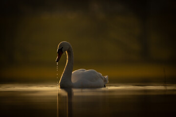 swan on the sunset © Jen