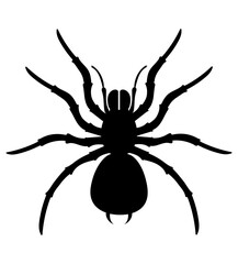 spider insects wildlife animals vector illustration