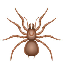 spider insects wildlife animals vector illustration