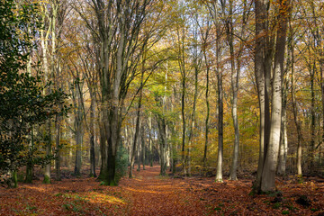 Autumn forest with warm yellow colors and beech trees.