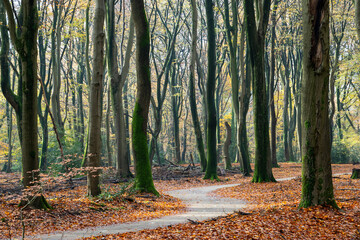 cycle path winds through an autumn forest