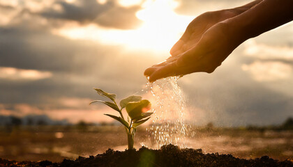 hands planting and watering food plants for the agricultural future