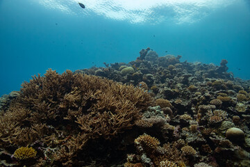 Naklejka na ściany i meble Reef Corals Maldives - Riff Korallen Malediven