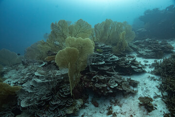 Reef Corals Maldives - Riff Korallen Malediven