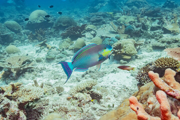 Fototapeta na wymiar Parrotfish - Papageifisch