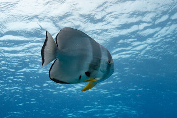 Batfish - Fledermausfisch