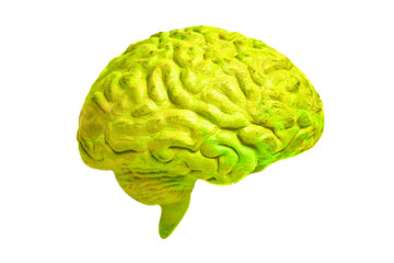 Human brain anatomical model closeup