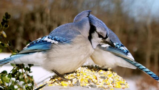 blue jay on a feeding