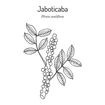 Brazilian grapetree, or jaboticaba (Plinia cauliflora), edible and medicinal plant