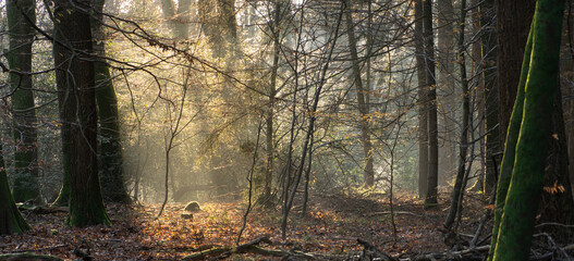 Moody autumn forest where the sun shines through some mist.