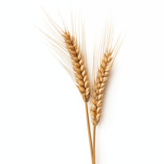 Close up of wheat stalk isolated background