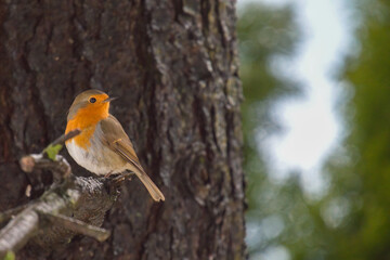 a european robin, erthacus rubecula, perched on a branch from a swiss stone pine at a winter day