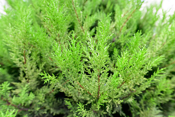 Light green pine tree