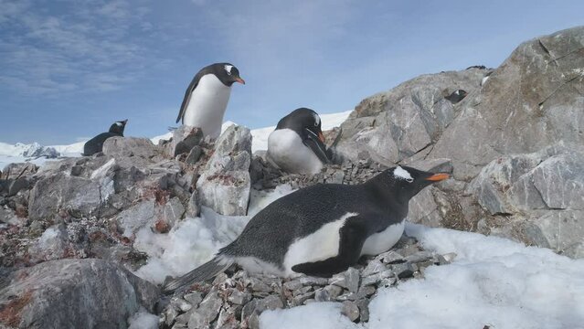 Closeup of Gentoo penguin sitting in Antarctic pebble nest. Bird family colony at South Pole sits on eggs against a rock backdrop. Winter wildlife in frozen mountain landscape - static shot footage