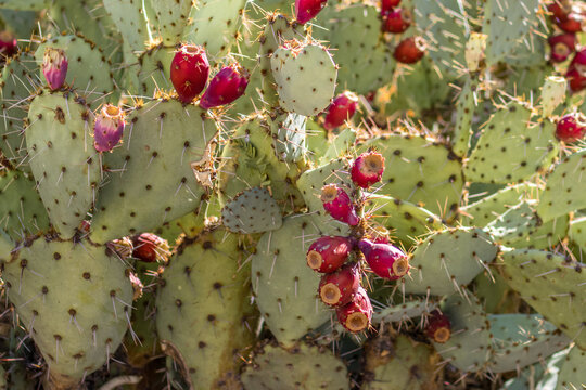 Close up of a prickly pear cactus with red fruits