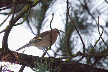 a chaffinch, fringilla coelebs, on a branch from a swiss stone pine 