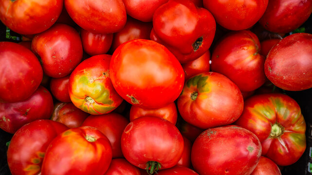 Close up photo of bio tomatoes. Ripe tomatoes, for preparing tomato sauce.