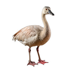 Obraz premium A Majestic Crane in its Natural Habitat
