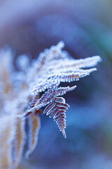 Close-up of dry fern leaf covered in frost by cold winter day. Selective focus. Vertical.