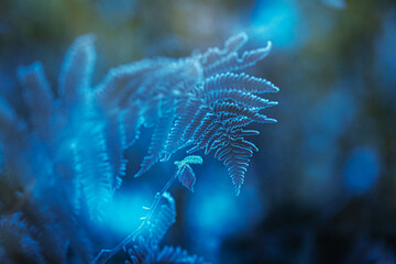 Close-up of dry fern leaf covered in frost by cold and foggy winter day. Selective focus....