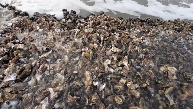 Austernbank bei Ebbe im Wattenmeer, Pazifische Auster, Magallana gigas