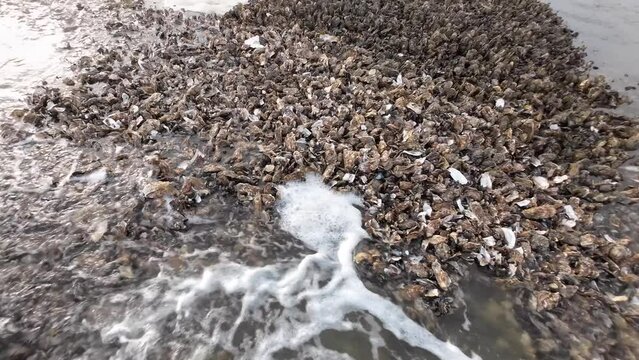 Austernbank bei Ebbe im Wattenmeer, Pazifische Auster, Magallana gigas