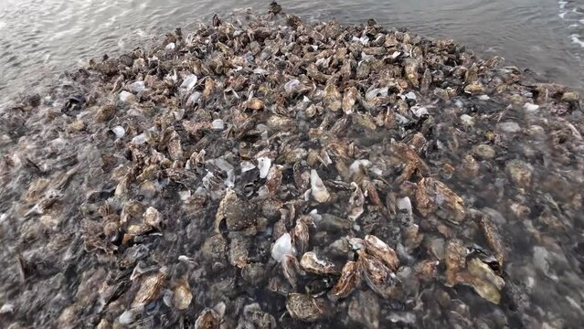 Austernbank bei Ebbe im Wattenmeer, Pazifische Auster, Magallana gigas