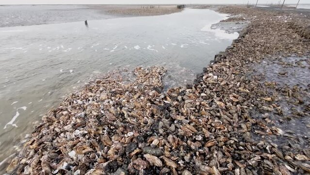 Pazifische Austern auf Austernbank im Wattenmeer bei Ebbe, Nordsee, Magallana gigas