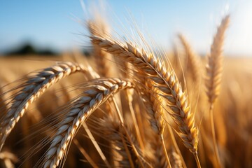 Beautiful golden wheat field on sunny summer day   idyllic farm background for product placement