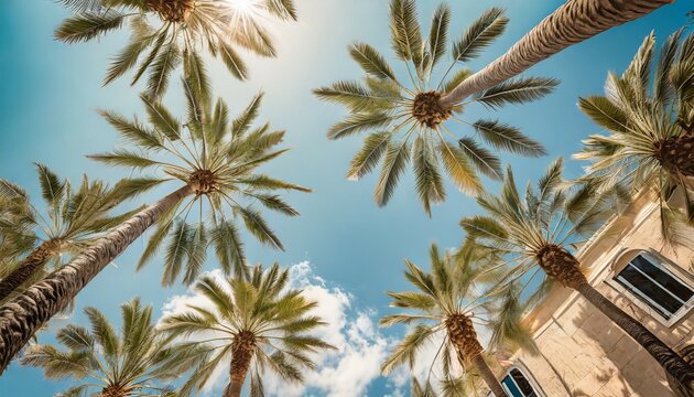 looking up at blue sky and palm trees view from below vintage style tropical beach and summer background travel concept