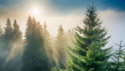 spruce treetops on a hazy morning wonderful nature background with sunlight coming through the fog bright sunny atmosphere