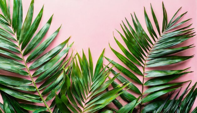 tropical palm leaves on pastel pink background