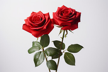 Fototapeta premium Red roses background concept for Valentine day and love.