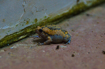 Rana toro rayada (Kaloula pulchra). La rana toro rayada vive en altitudes bajas y se encuentra tanto en entornos urbanos como rurales, así como en hábitats forestales de todo el sudeste asiático.