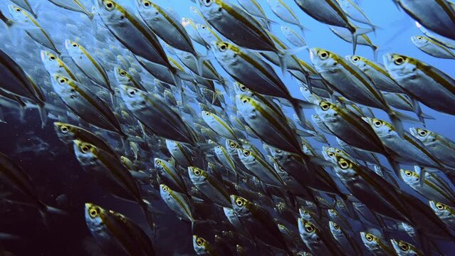 yellow fish school very close during scuba dive