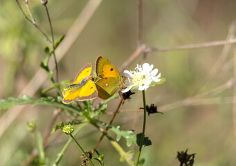Mariposa Colias croceus