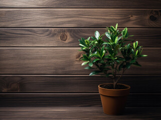 plant on the wooden background flat layout