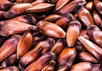texture of red seeds called pine nuts, culinary ingredient of Brasil